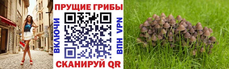 Псилоцибиновые грибы MAGIC MUSHROOMS  Советский 